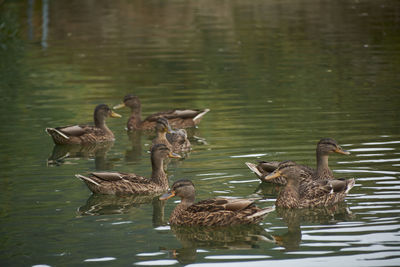 Flock of ducks swimming in the lake, family, spring, reflections, brown, tranquility