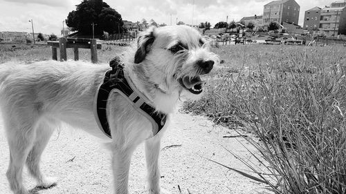 Close-up of dog on field