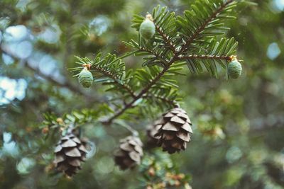 Close-up of pine tree branch