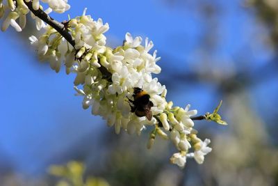 Close-up of bee pollinating on flower