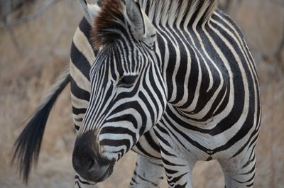 Close-up of zebra standing outdoors