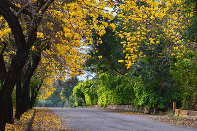 Road amidst trees during autumn