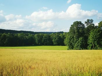 Scenic view of field against sky