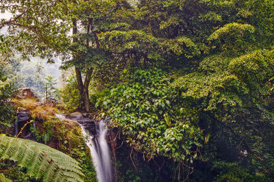 Scenic view of waterfall in forest