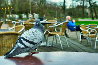 Pigeons perching on table