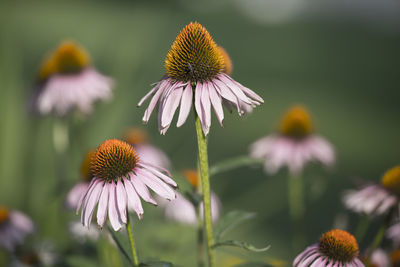 Close-up of coneflowers blooming outdoors