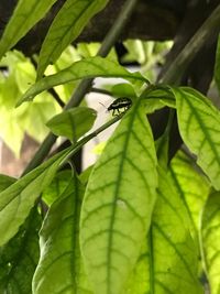 Close-up of insect on leaf