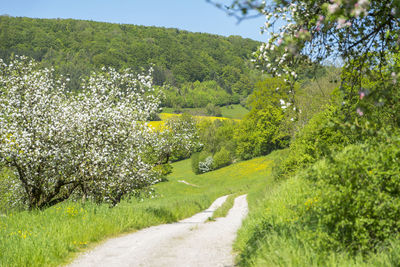 Scenic view of grassy field by road amidst trees