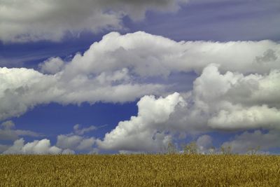 Scenic view of agricultural field against cloudy sky