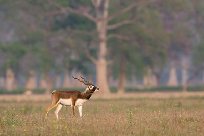 Deer standing on field