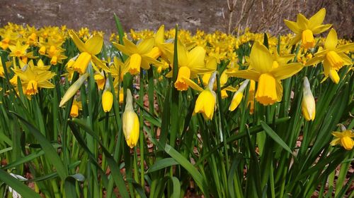 Close-up of yellow flowers blooming on field