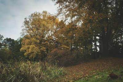 Trees in forest during autumn