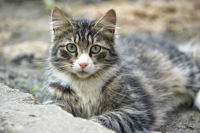 Close-up portrait of tabby cat
