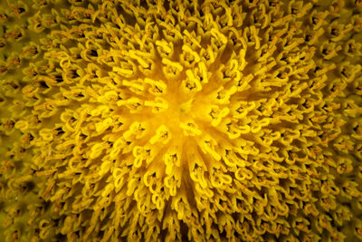 Full frame shot of yellow flowering plant