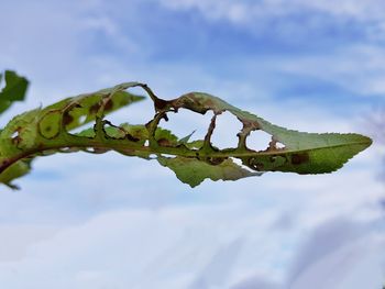 Low angle view of lizard on plant against sky