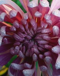 Close-up of flowers