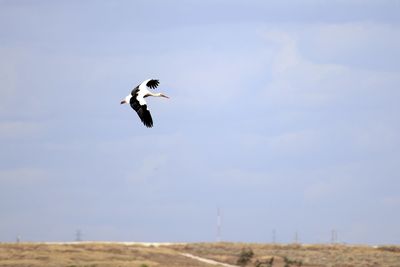 Bird flying in the sky