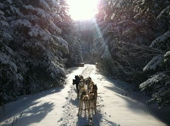 Dogs on snow covered landscape with trees during winter