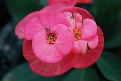 Close-up of pink flower