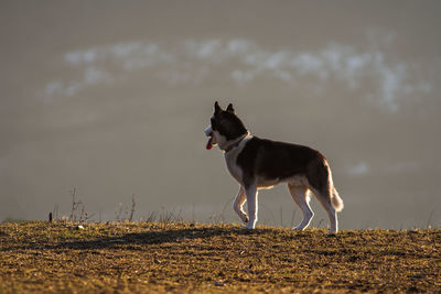 Side view of dog looking away on field