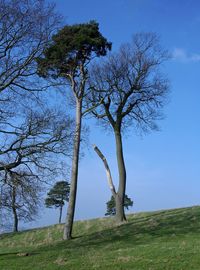 Tree against blue sky