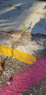 High angle view of yellow flower on street