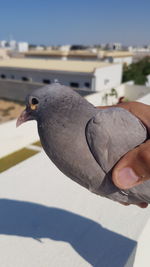 Close-up of hand holding bird