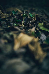 Close-up of leaves on ground