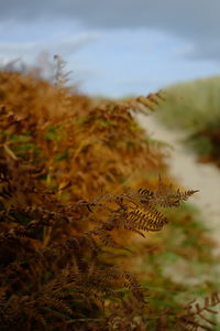 Close-up of caterpillar on field against sky