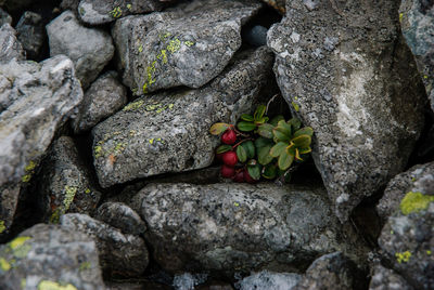 Close-up of flower on rock