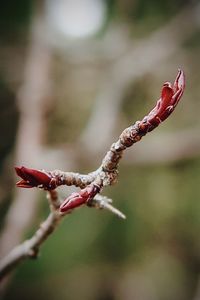 Close-up of red flower buds on twig