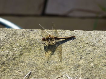 Side view of insect on footpath