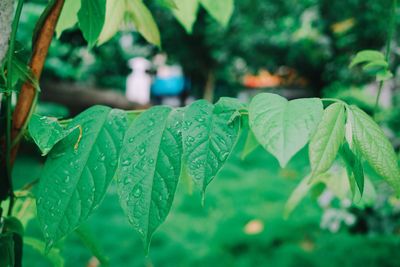 Close-up of raindrops on leaves