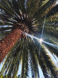 Low angle view of palm trees against sky