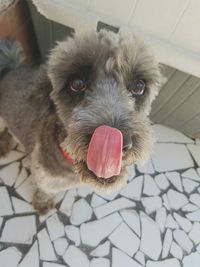 High angle portrait of dog at home