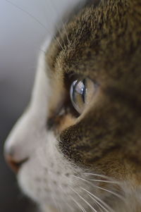 Close-up of cat looking away