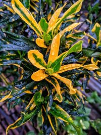 High angle view of wet plant