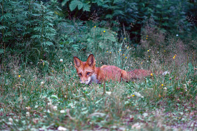 Portrait of a fox in a forest