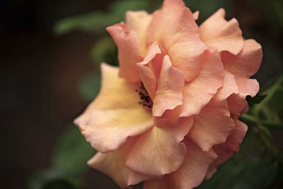 Close-up of rose plant