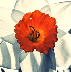 Close-up of hibiscus flower