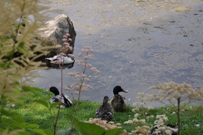 High angle view of ducks swimming in lake