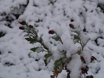 Close-up of frozen tree during winter