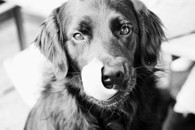 Close-up portrait of a dog