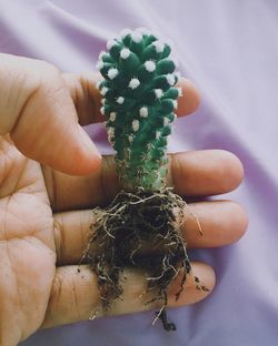 Close-up of hand holding plant