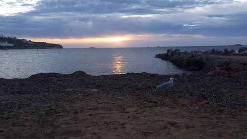 Seagull on beach during sunset
