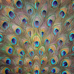 Full frame shot of peacock