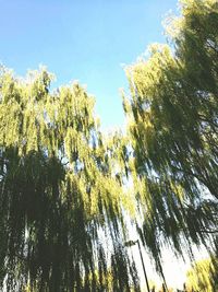 Low angle view of trees against sky