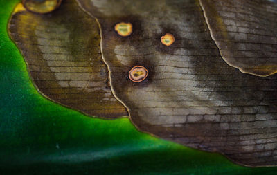 Close-up of butterfly on leaves