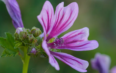 Close-up of pink crocus flower