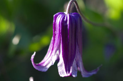 Close-up of purple flowering plant